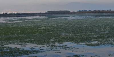 Marul, Körfez'de 'döngüsel' takılıyor! Yeni adresi İnciraltı...