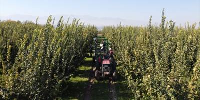 Narda üzülen Denizlili üretici, ayvada gülmeyi umuyor