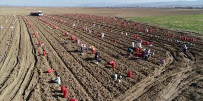 Afyonkarahisar'da patateste bu yıl 550 bin ton rekolte bekleniyor