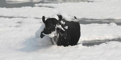 Hindistan'da Yamuna Nehri zehirli köpükle kaplandı
