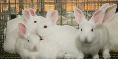 Filipinler'de domuz eti fiyatları yükselince tavşan etine yönelim arttı