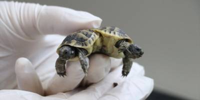 Siyam ikizi kaplumbağaların isimleri "Pamuk" ve "Kale" oldu