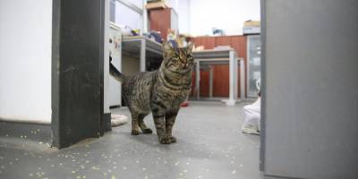 Üniversite çalışanları 15 kediyle aynı ofisi paylaşıyor