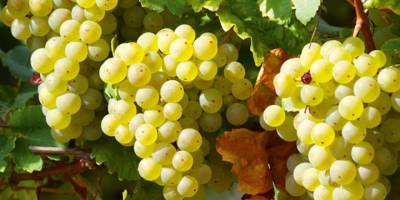 Safranbolu'da maniye domatesi ve çavuş üzümü için coğrafi işaret başvurusu yapıldı