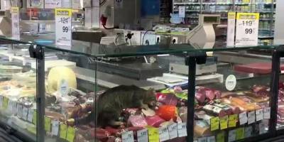 Markette şarküteri reyonuna giren kedi kavurma yedi