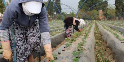 Aydın’da kuraklık çileği de etkiledi, üretici beklentilerini düşürdü