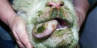 Adana'da iki köy "mavi dil hastalığı" nedeniyle karantinaya alındı