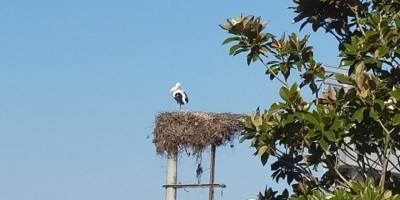 Baharın müjdecisi leylekler Aydın'a gelmeye başladı