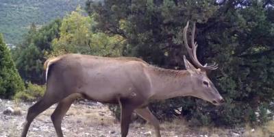 Yaban hayatın bir birinden ilginç görüntüleri fotokapanlara yansıdı