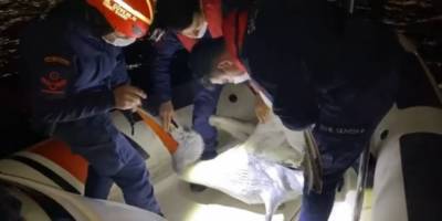 İzmir'de yaralı pelikan, Sahil Güvenlik tarafından kurtarıldı