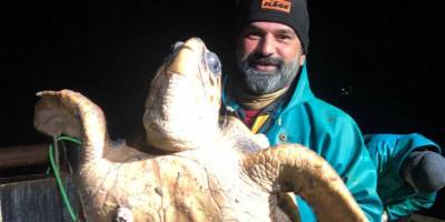 Marmara'da ağlara takılan caretta caretta balıkçıları şaşkına uğrattı