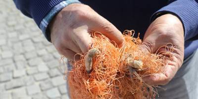 Kızıldeniz göçmeni midyeler, Akdeniz ekosistemini mahvediyor