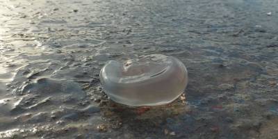 Marmara’da denizanası istilası