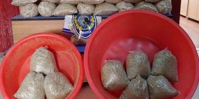 İstanbul'da dev “bonzai” operasyonu: 74 kilogram ele geçirildi