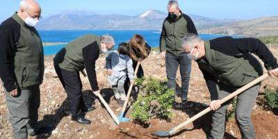 Çeşme'de yanan orman alanına 5 bin adet sakız fidanı