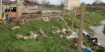 Sel duvarları yıktı, onlarca hayvan telef oldu