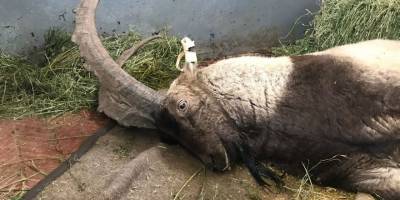 Yaralı halde bulunan dağ keçisi tedavi altına alındı