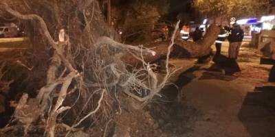 Fırtına elektrik direklerini devirdi, ağaçları kökünden söktü