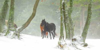 Kazdağları'nda karda yılkı atlarını görüntülediler