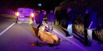 Bodrum'da otomobilin çarptığı at telef oldu