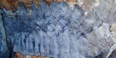 İngiltere'de dünyanın en büyük kırkayak fosili bulundu