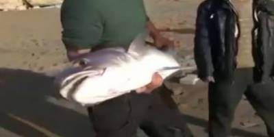 Oltası kopmasın diye 7 kiloluk balığı sürüyerek getirdi