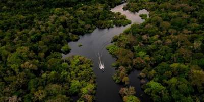 Facebook'ta satılık Amazon yağmur ormanları