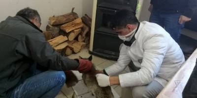 Bitkin halde bulunan tilki tedavisinin ardından doğaya salındı