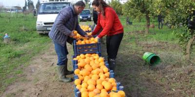 Portakal üreticisi aracıdan dertli