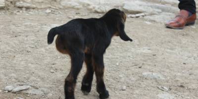 Kilis’te 3 ayaklı oğlak görenleri şaşkına çeviriyor