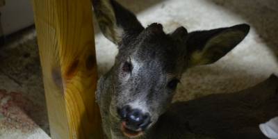 Yaralı karacaya köylüler sahip çıktı