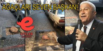 Vatandaşlar kesilen çam ağaçları için Efeler Belediyesi'nden açıklama bekliyor!