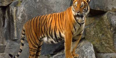 ABD’de hayvanat bahçesinde çalışanın kolunu ısıran kaplan öldürüldü