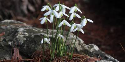 Peşmen Kardeleni için Türk-Yunan işbirliği
