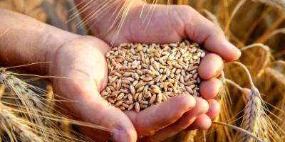 Trakya'da kirlilik alarmı: Buğday tarlalarında ağır metal izi