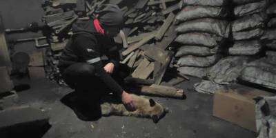 Bingöl’de bitkin halde bulunan tilkiye sahip çıktılar