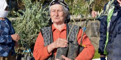 Aliağa’da zeytin şöleni sürüyor