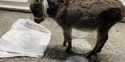 Kurtların saldırısına uğrayan sıpa son anda kurtarıldı