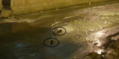 Nesli tükenmekte olan su samurları Çoruh Nehrinde görüldü