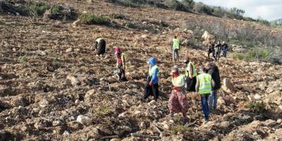 İzmir'de yanan ormanlar yeniden yeşeriyor