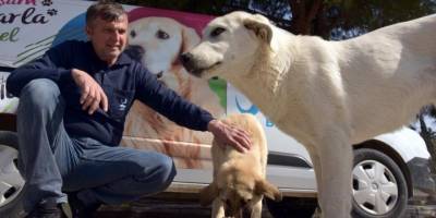 Aliağa Belediyesi sevimli dostlar için görev başında