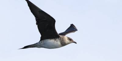 “Korsan Martı” Zonguldak semalarında görüldü