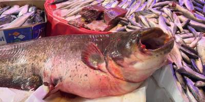 30 kilogramlık yayın balığı tezgahın en çok ilgi çekeni