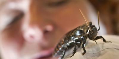 Kıpırtı hissettiği kulağından hamam böceği çıktı