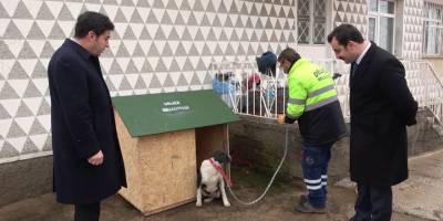 Bu ilçede sokak hayvanı sahiplenenlere 15 ton içme suyu ücretsiz veriliyor