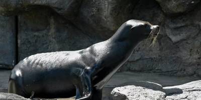 Domuz hücreleri ile deniz aslanının epilepsisi tedavi edildi