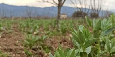 Ödemiş’te bakla ve bezelye ekiminde son günler