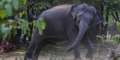 Sri Lanka’da plastik atıkları yutan 2 fil daha öldü