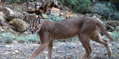 Yaban hayatı uzmanı Dr. Yasin İlemin, TCG Ufuk'un sembolü "karakulak"ı anlattı