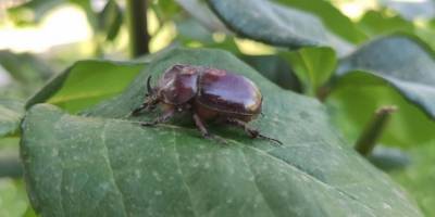 Arjantin’de gergedan böceği istilası